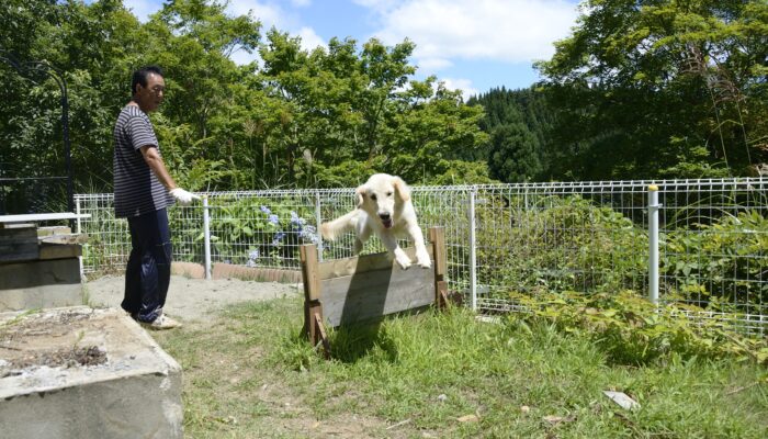 保護犬