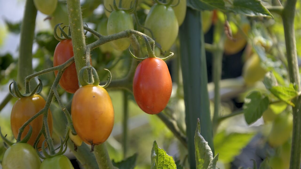 バリアフリーペンションユートピア丸で育てたトマト